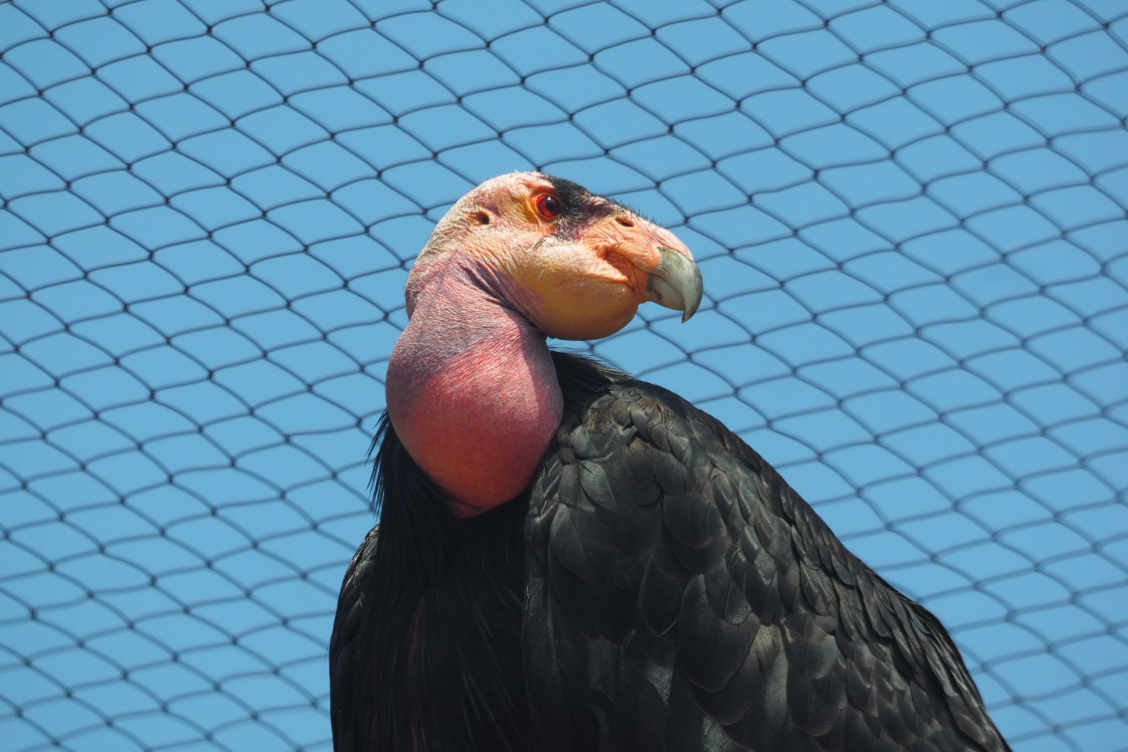 California condor