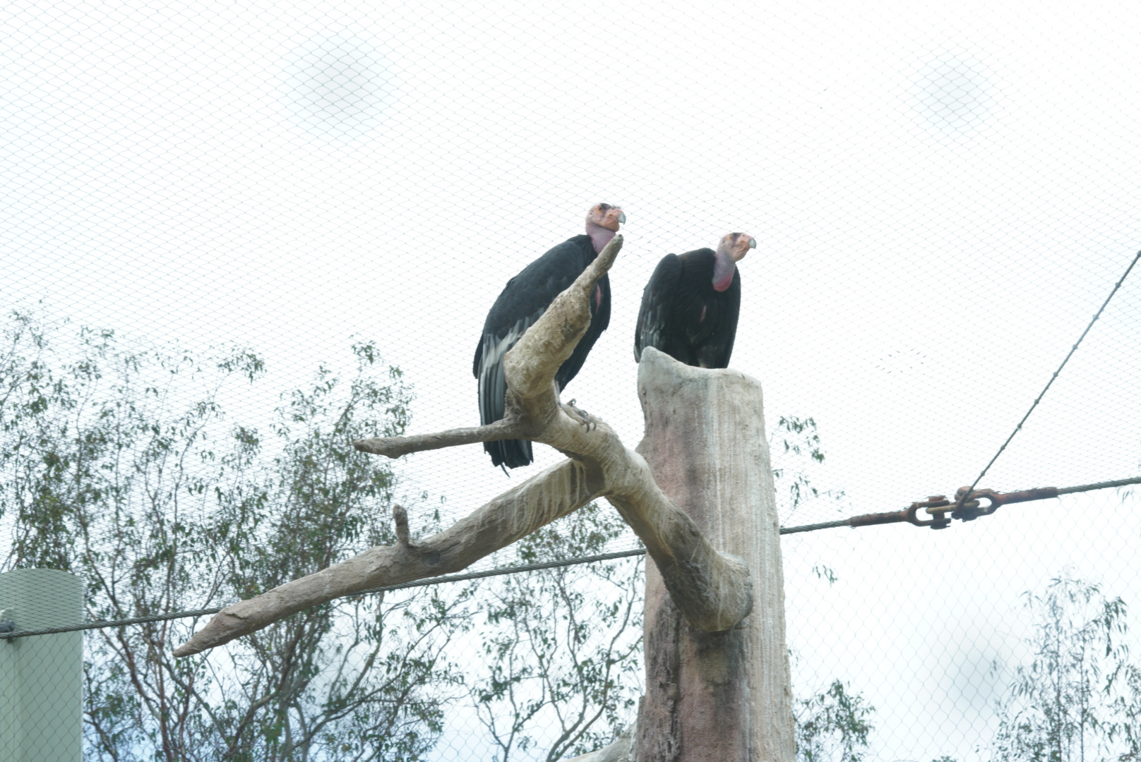 California Condor