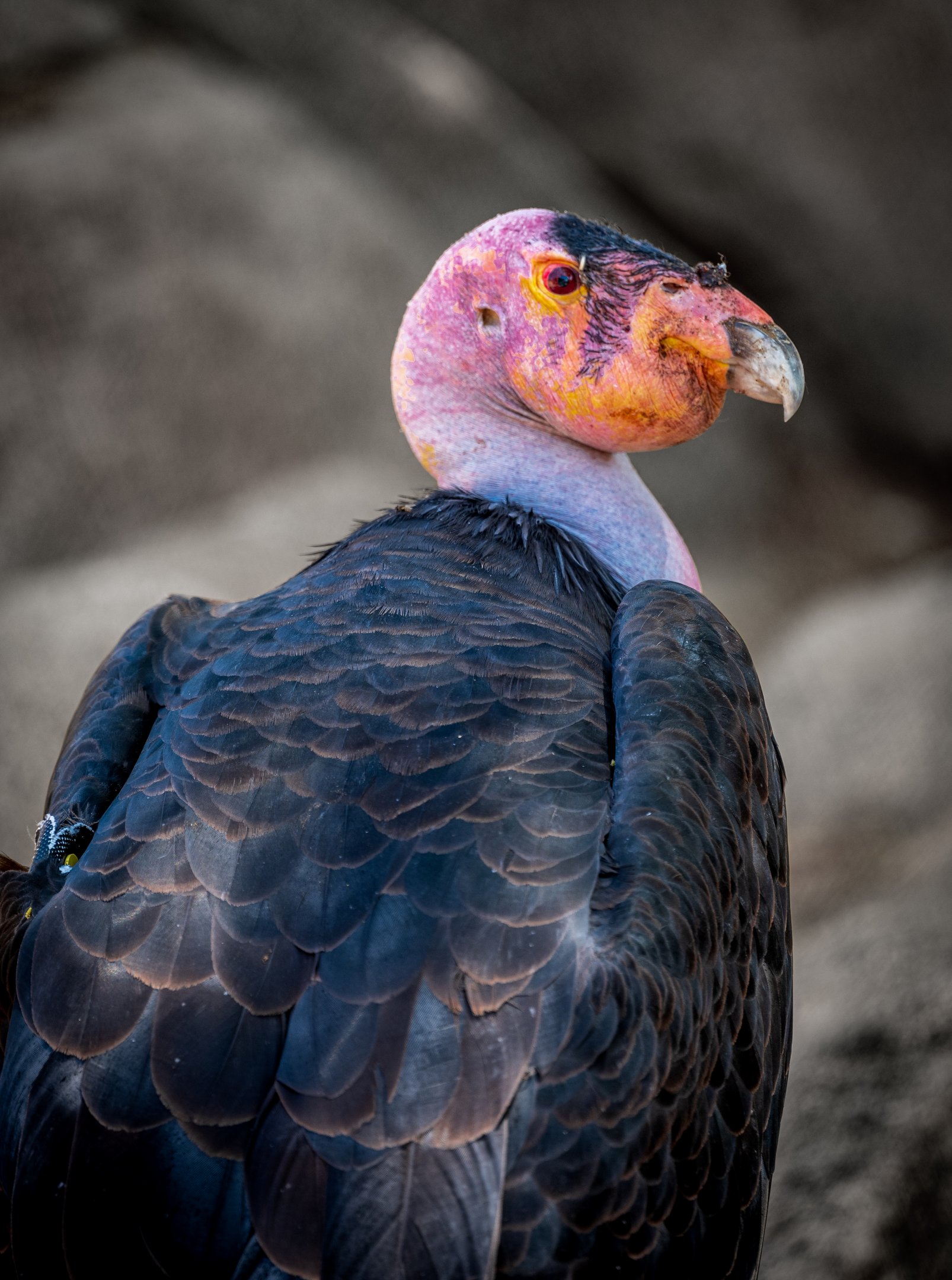 California Condor