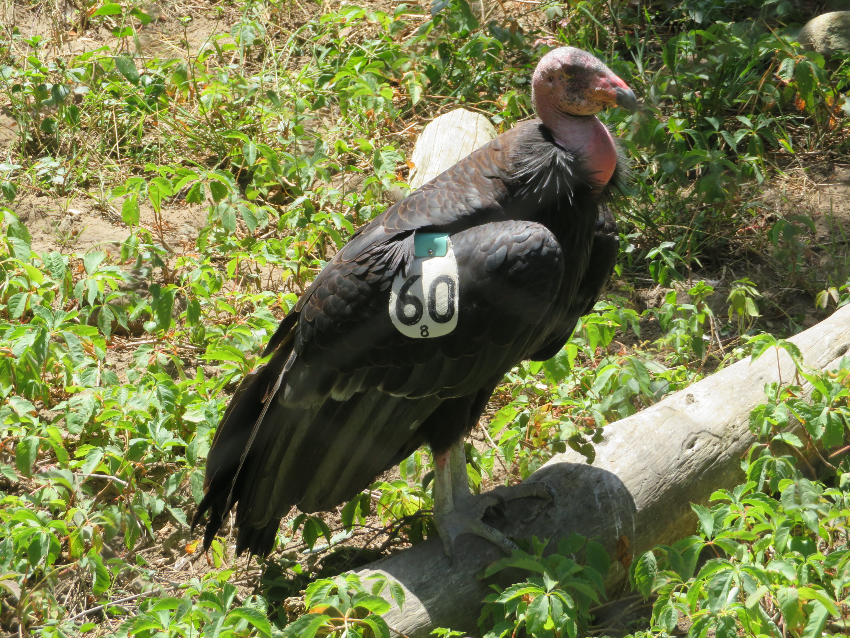 California Condor