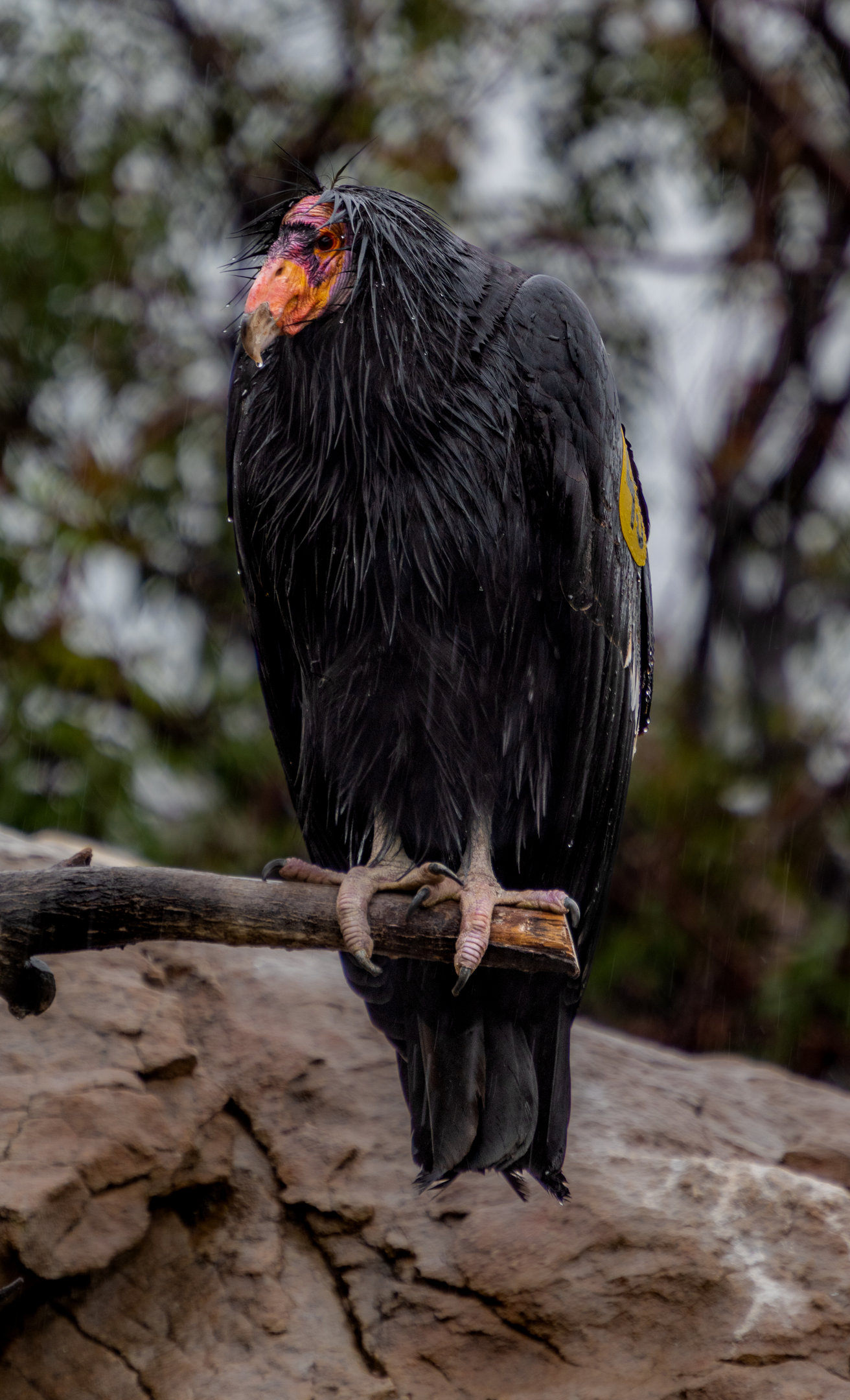 California Condor