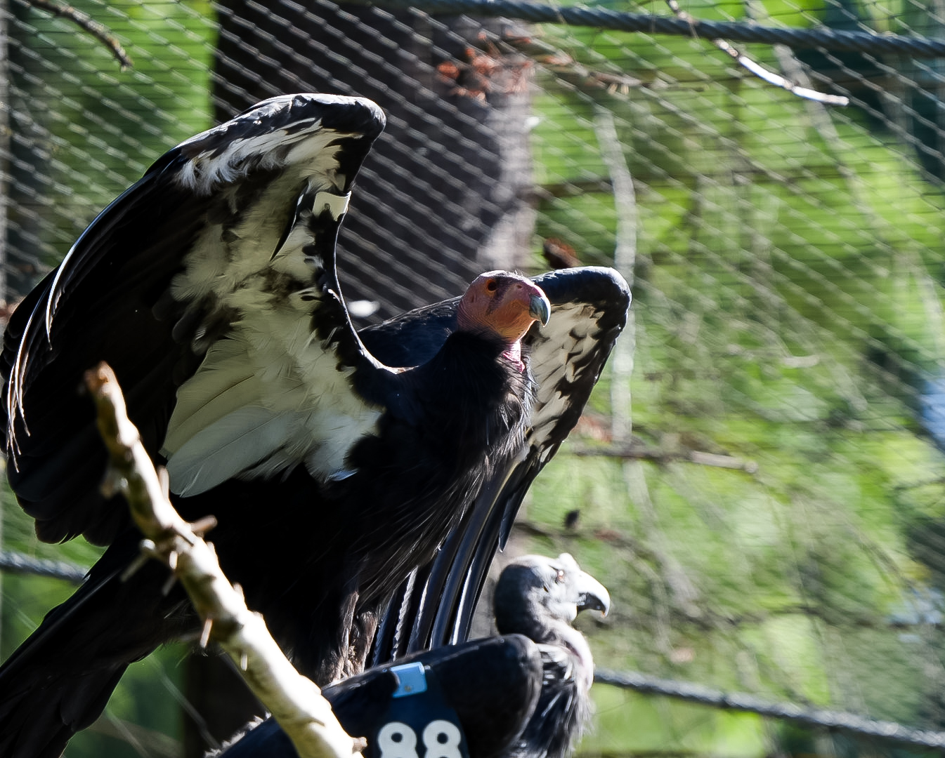 California Condor