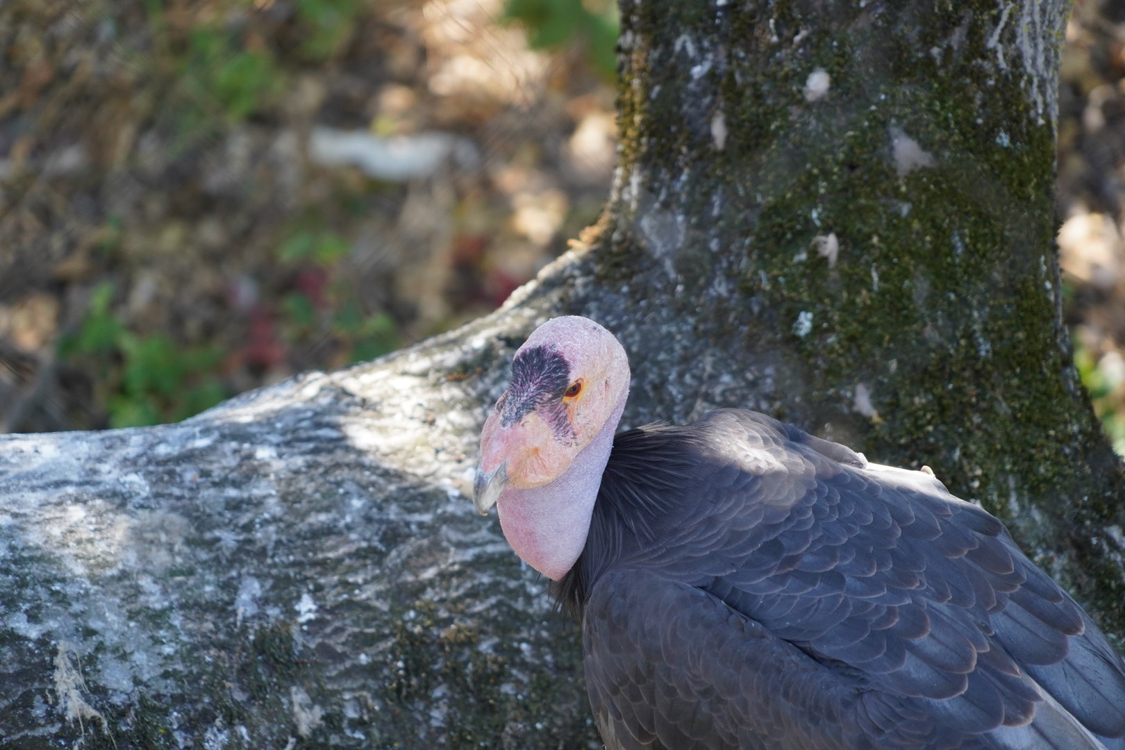 California condor