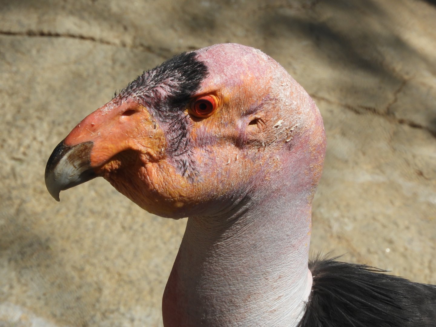 California condor