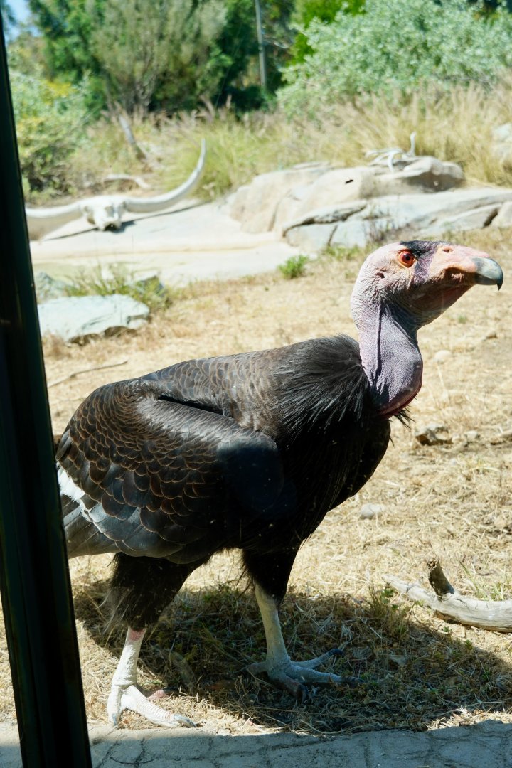 California Condor