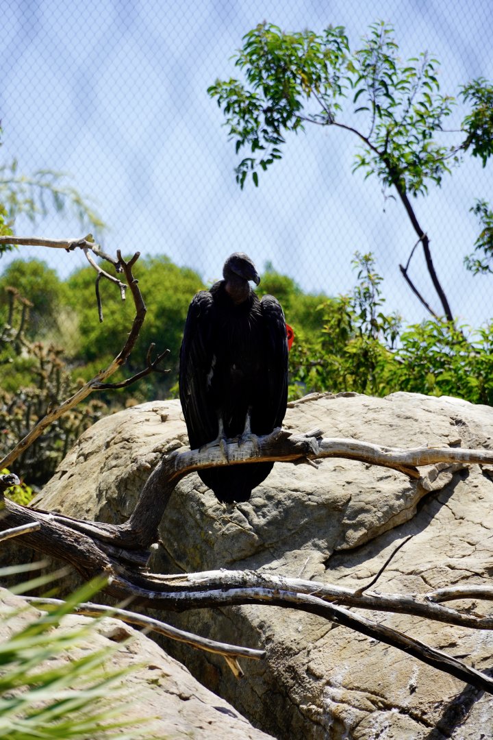 California Condor