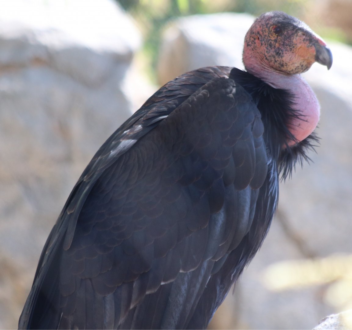California Condor