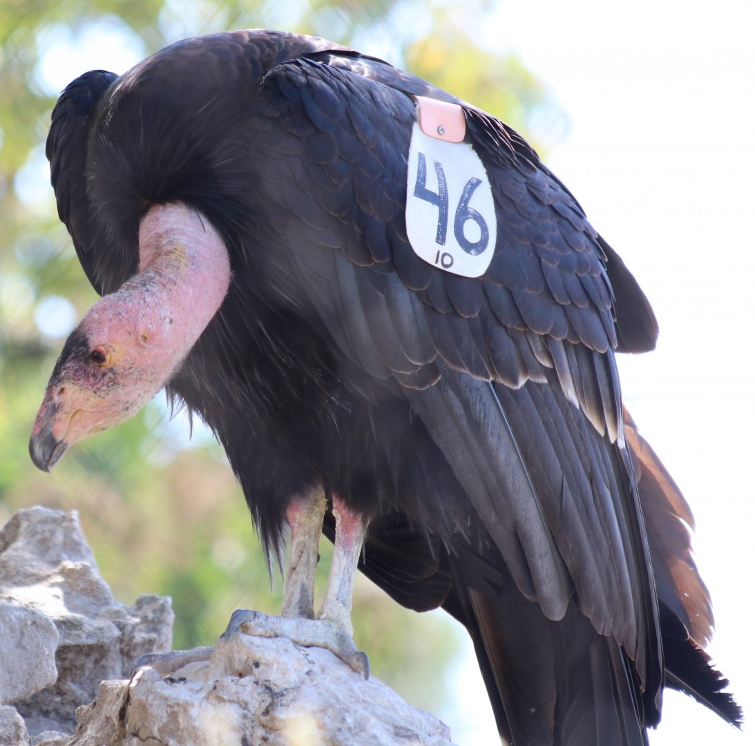 California Condor