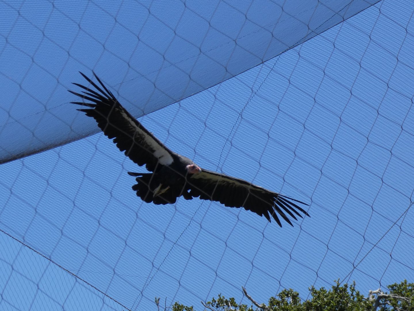 California condor