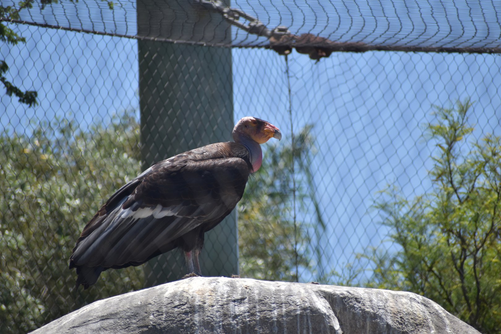 California Condor