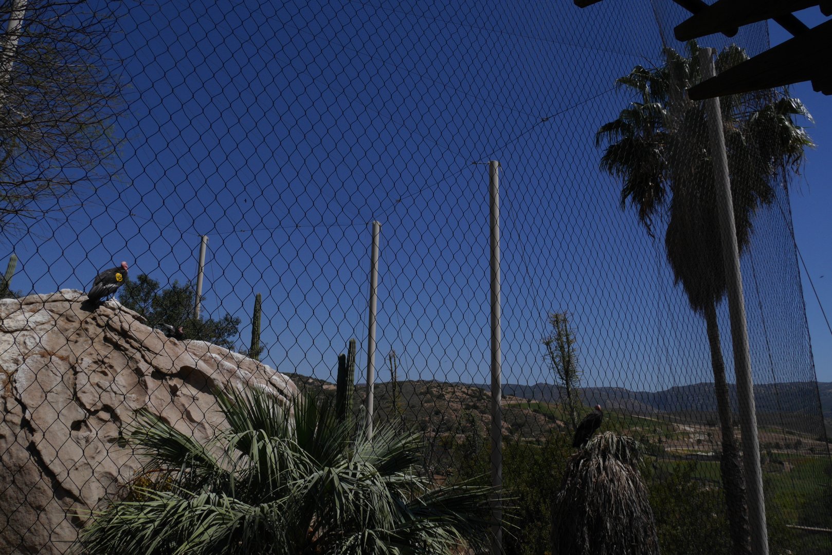 California Condors at Condor Ridge - My First US Zoo Trip