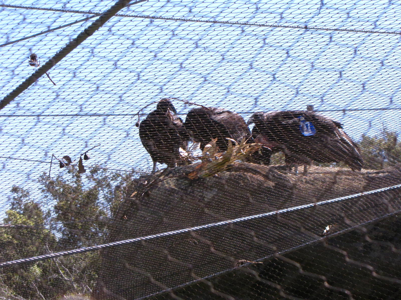 California Condors - California Trails