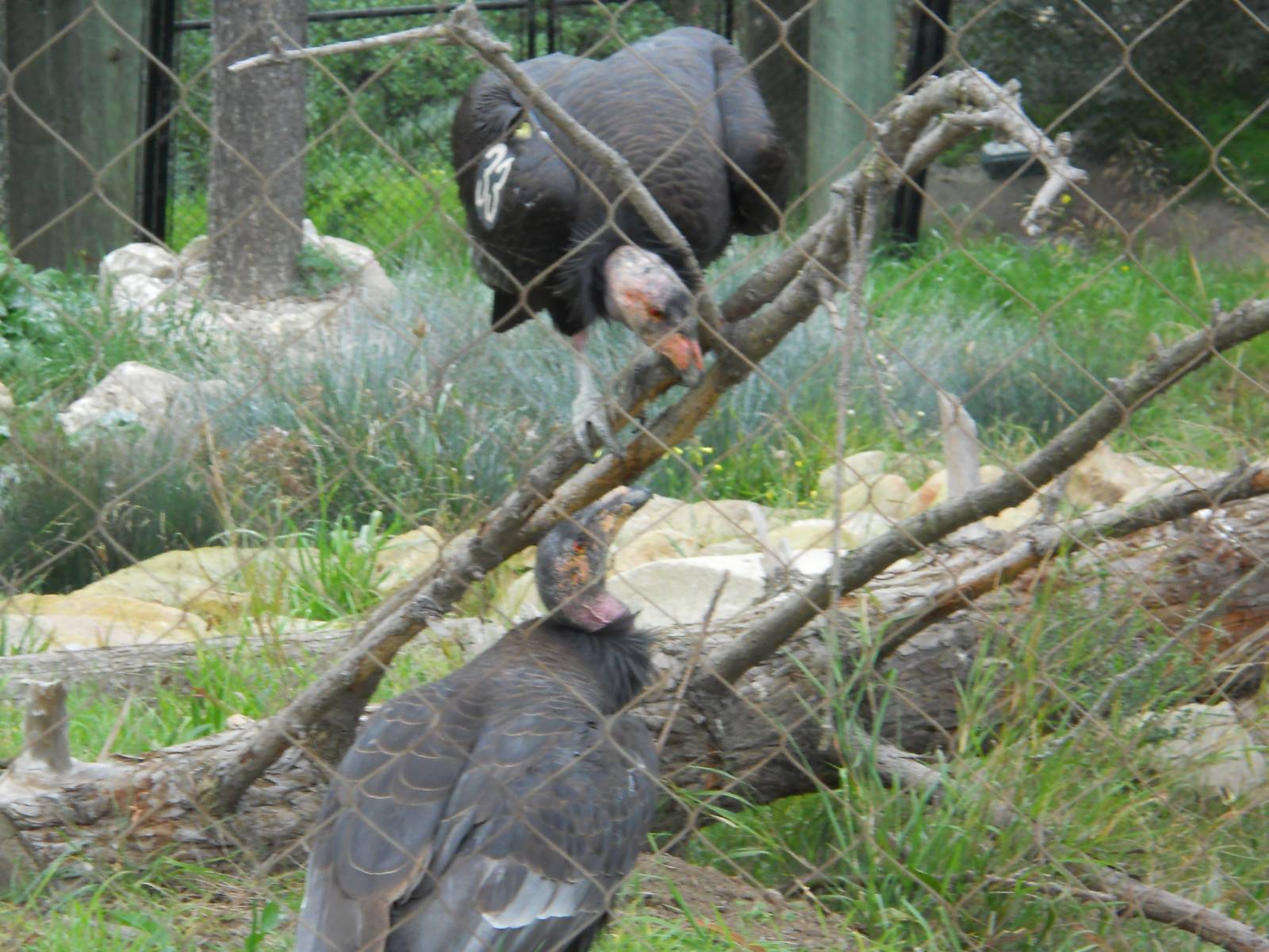 California condors