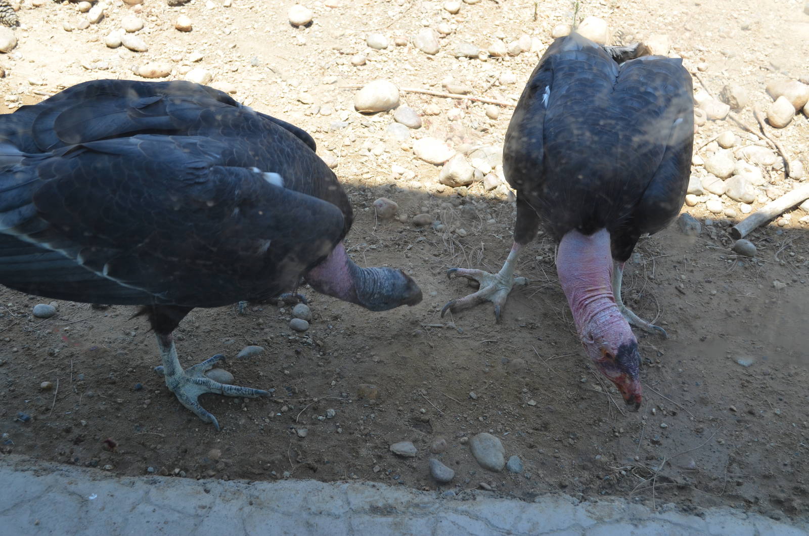 California Condors
