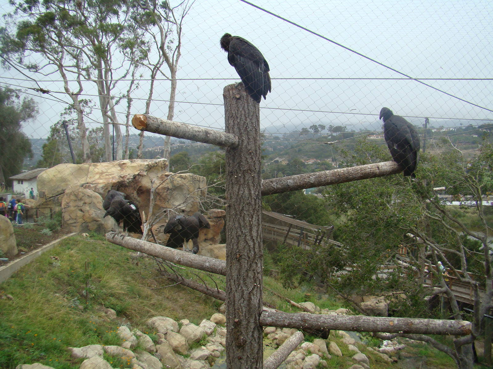 California Condors