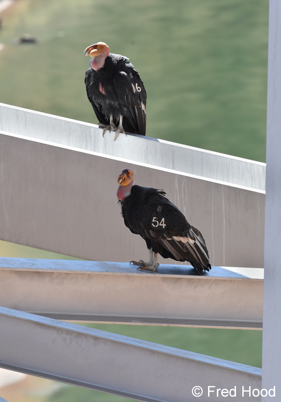 california condors