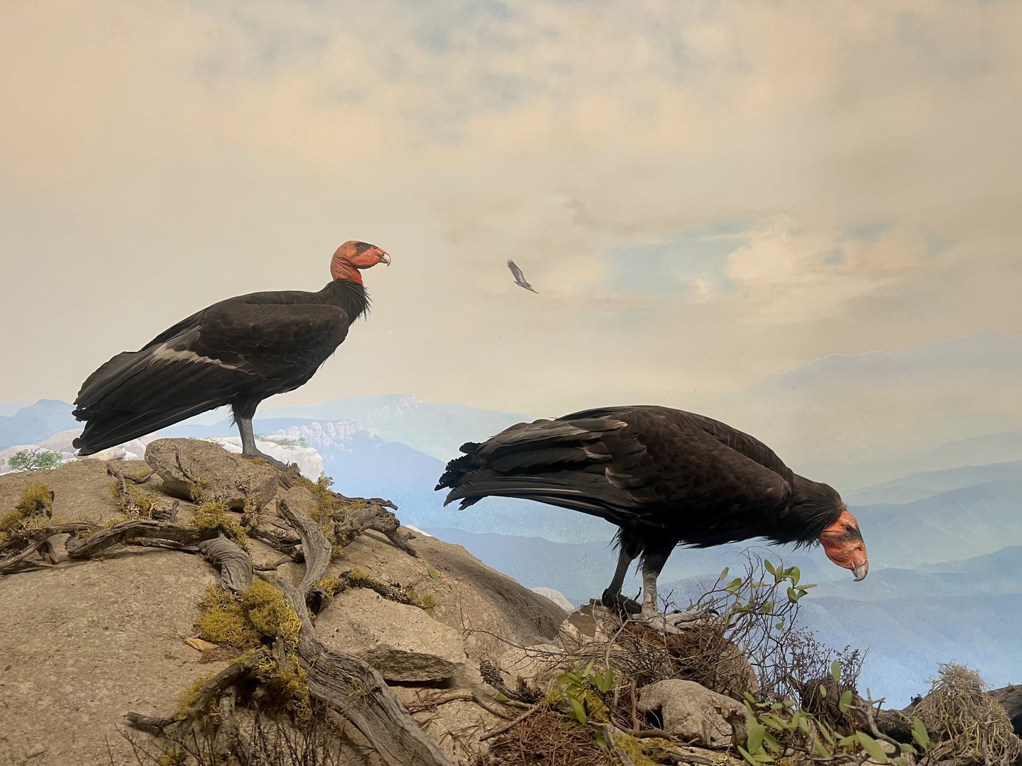 California Condors
