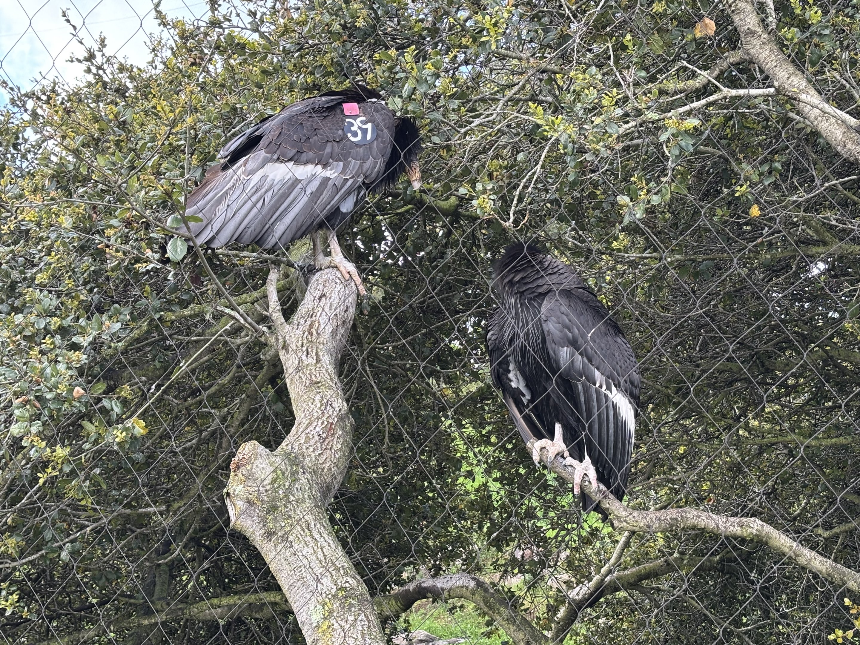 California Condors