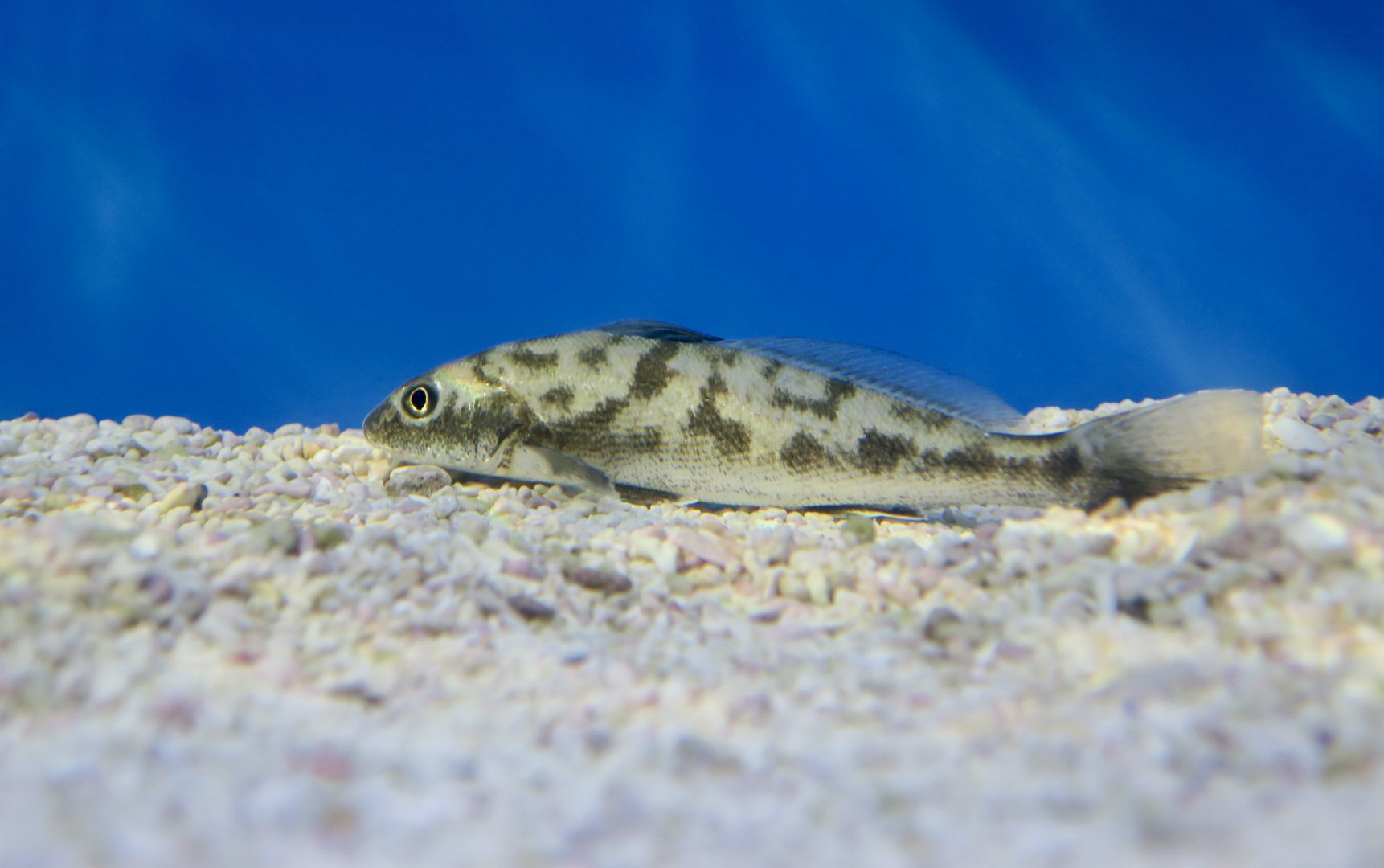 California Corbina (Menticirrhus undulatus) young