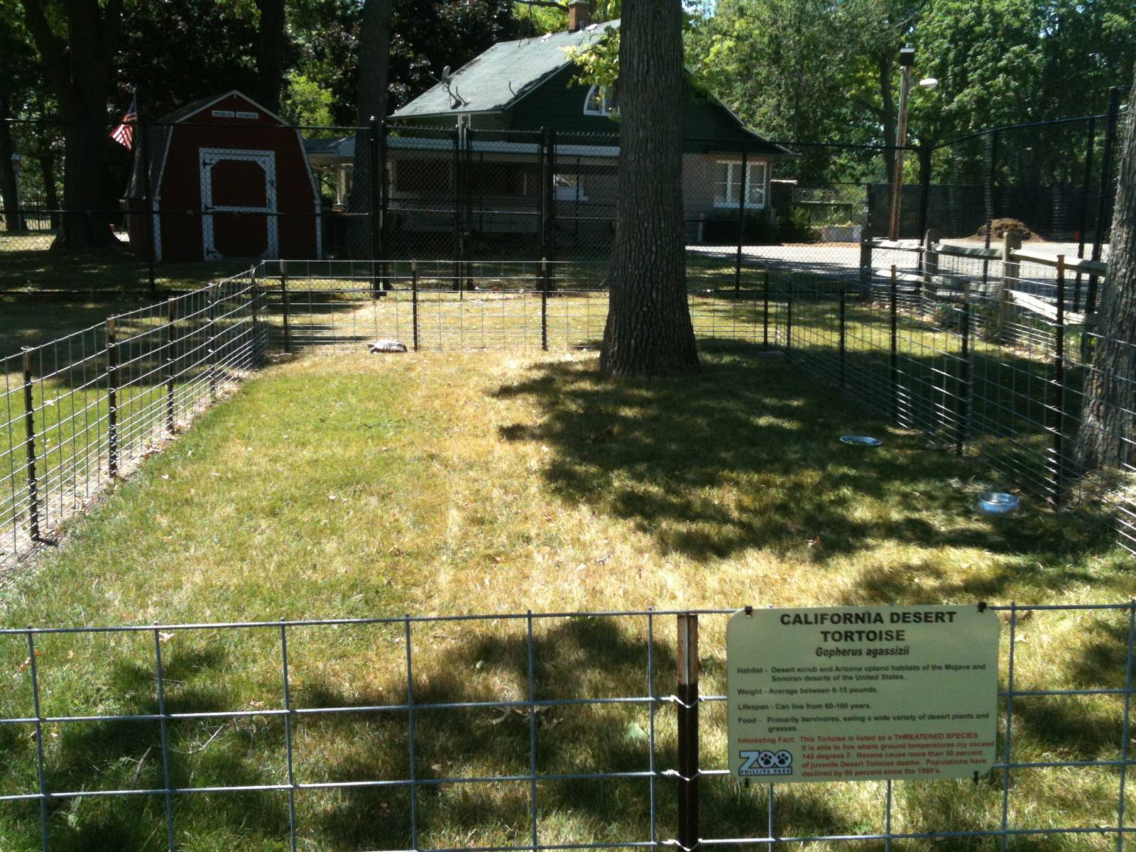 California Desert Tortoise. June 2012