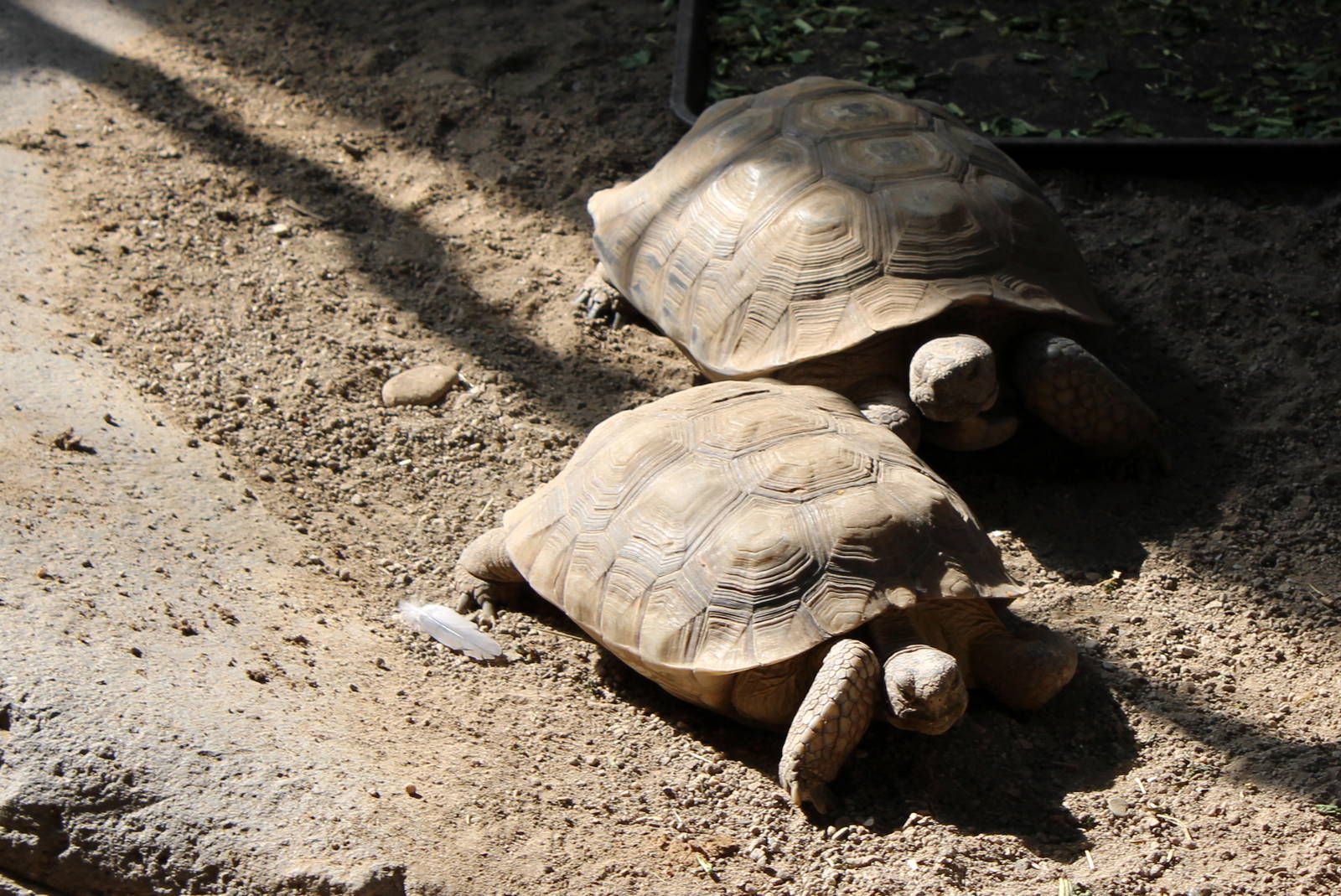 California Desert Tortoise
