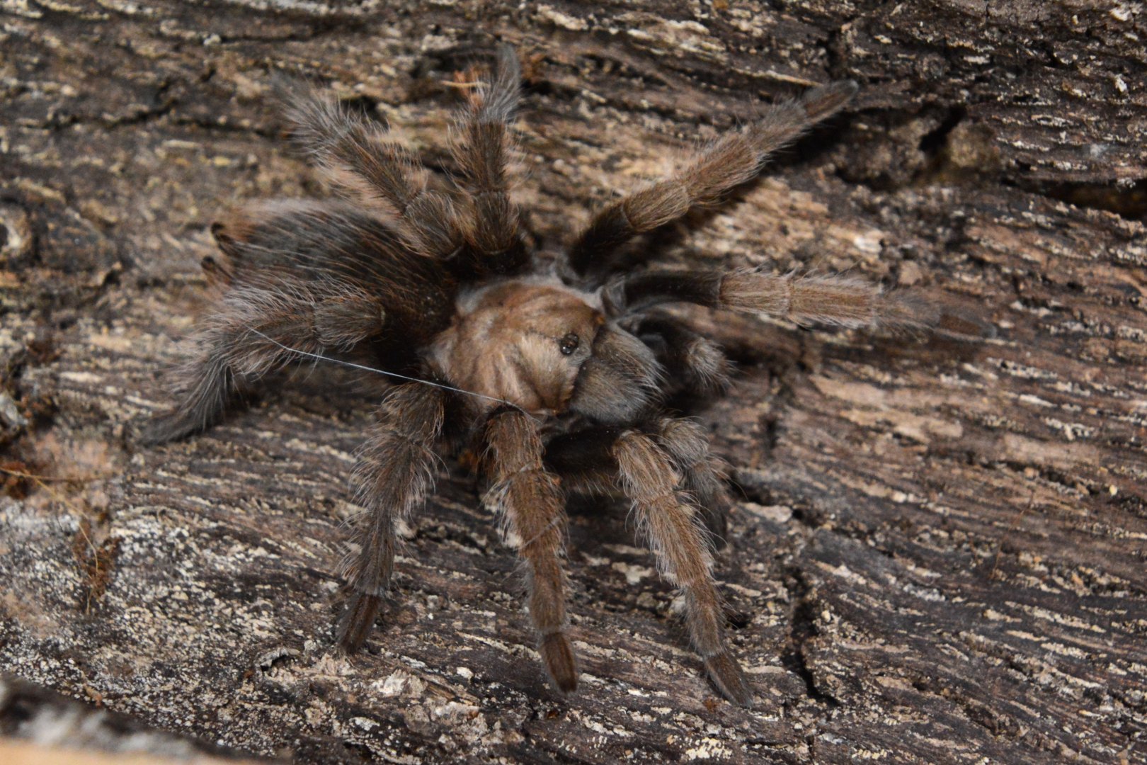 California ebony tarantula (Aphonopelma eutylenum)