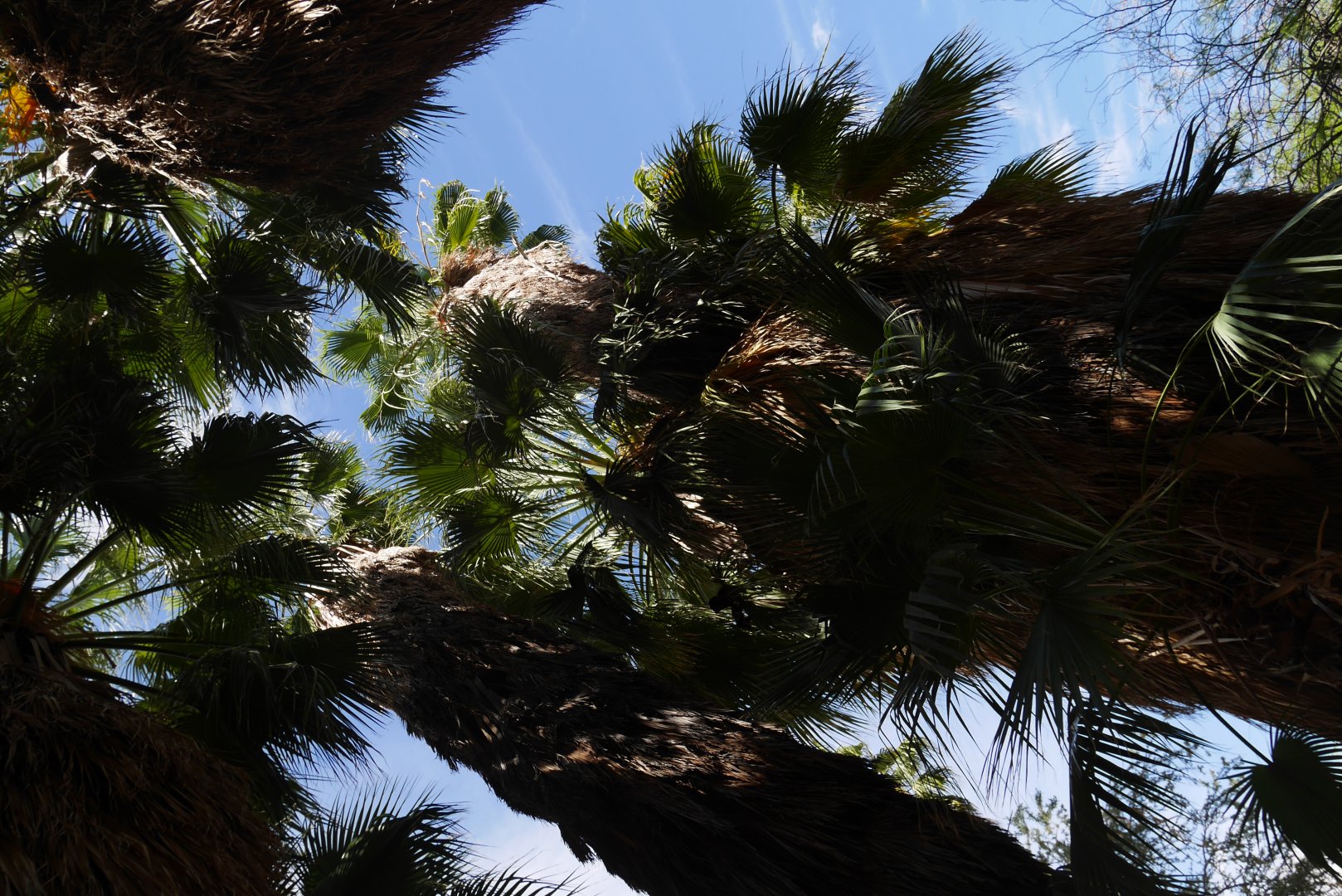 California Fan Palms - My First US Zoo Trip
