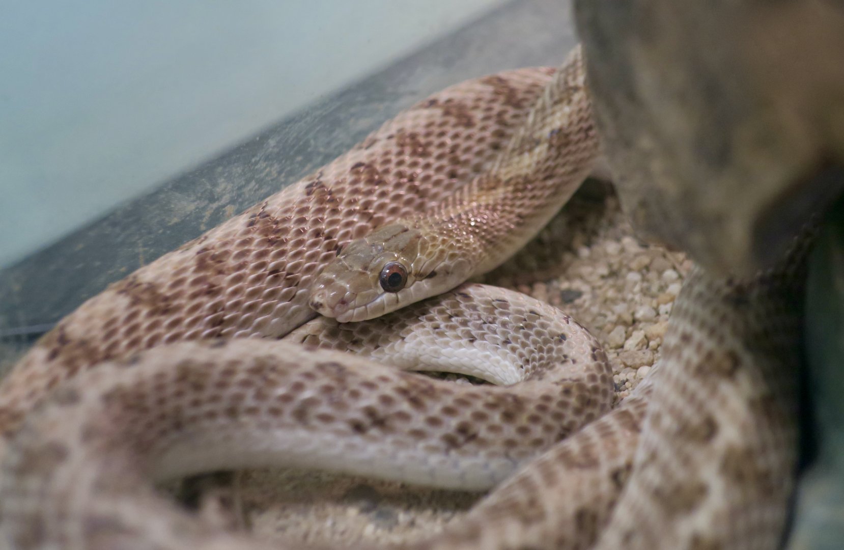 California Glossy Snake (Arizona elegans occidentalis)