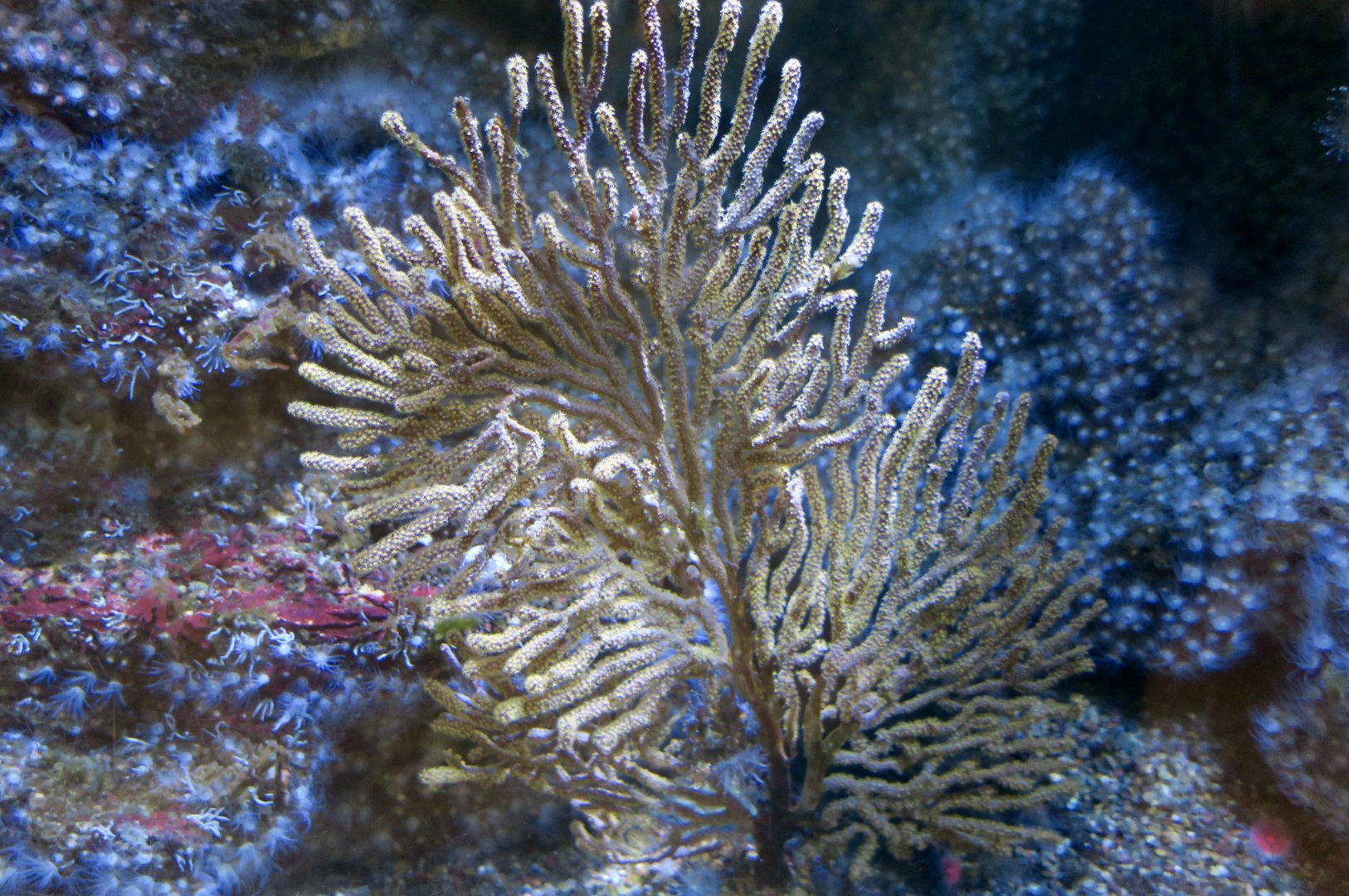 California Golden Gorgonian (Muricea californica)