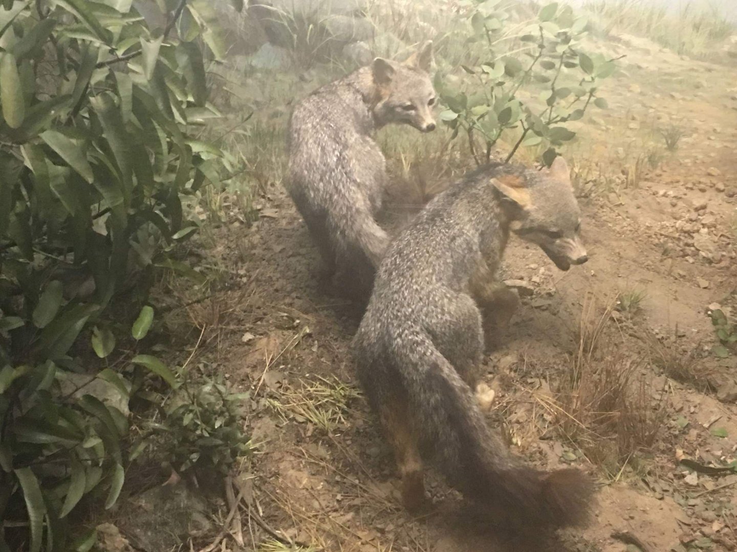 California gray fox (Urocyon cinereoargenteus californicus)
