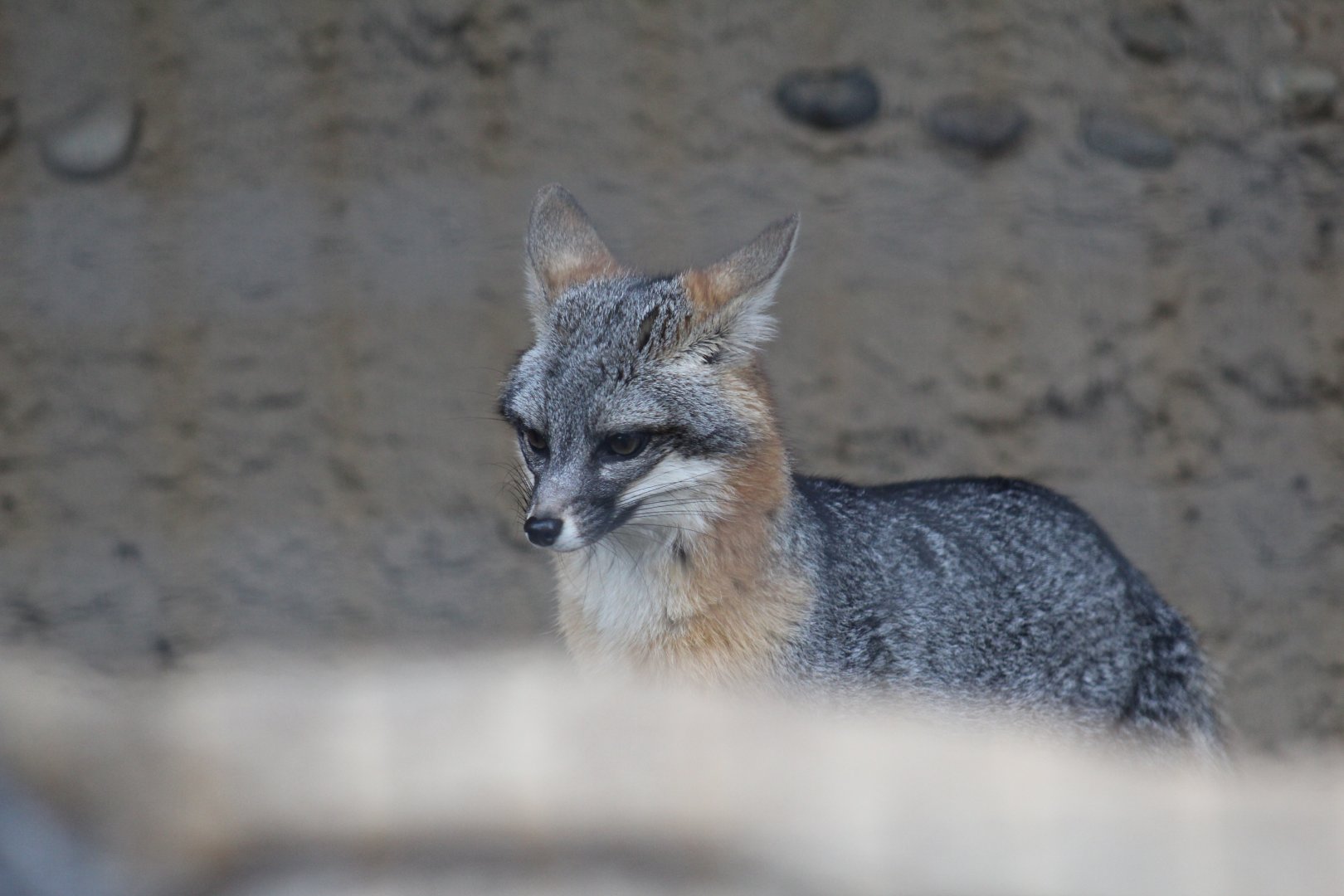 California Grey Fox