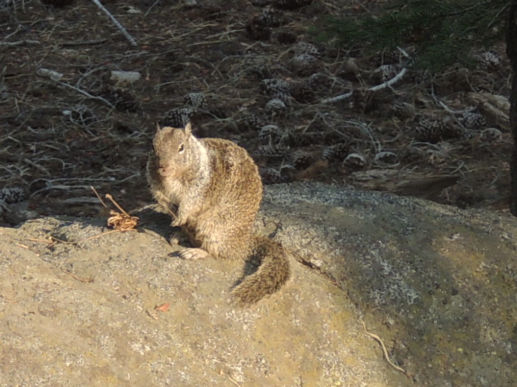 California Grey Squirrel