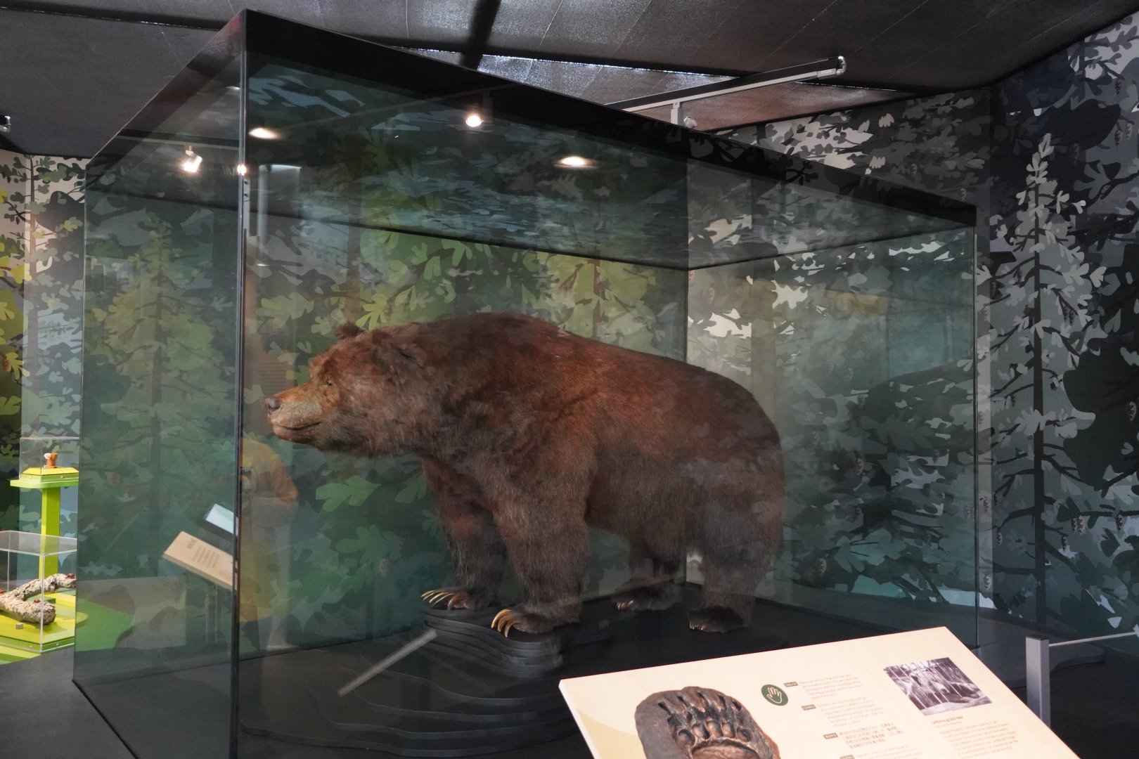 California grizzly bear