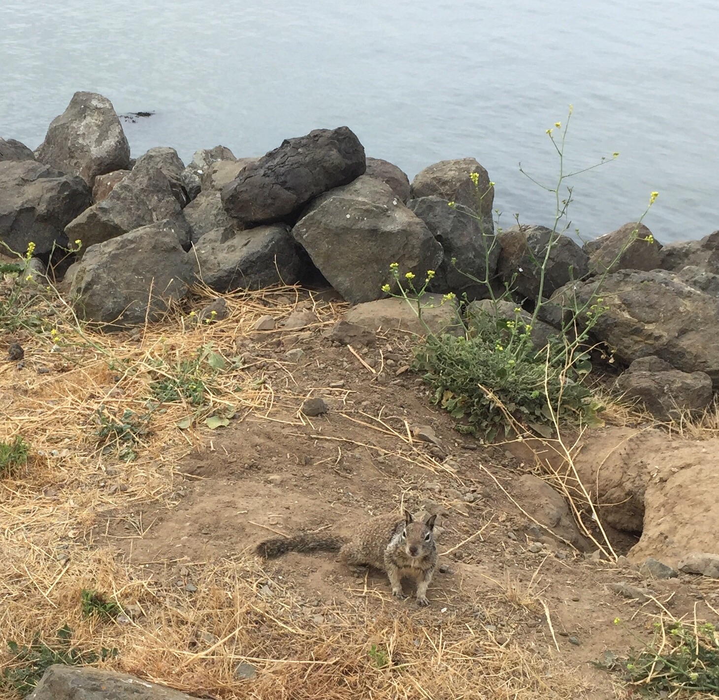 California Ground Squirrel - California.