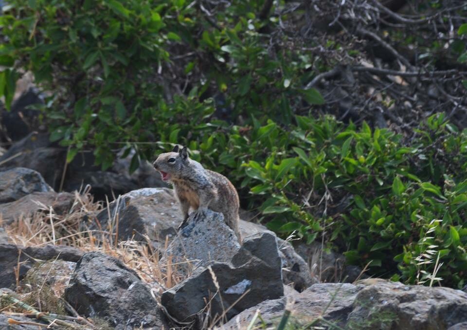 California Ground Squirrel giving warning - California