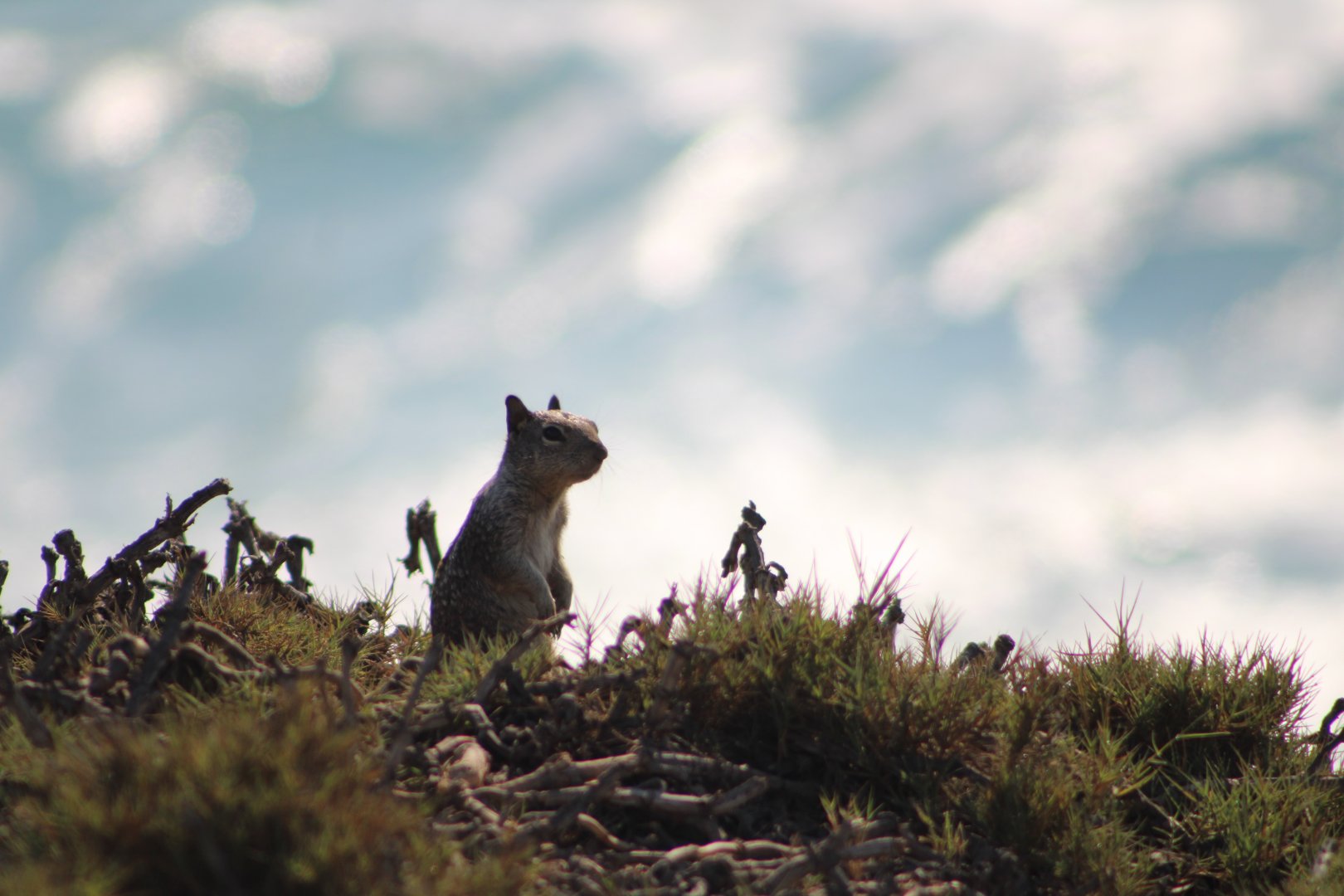 California Ground Squirrel (O. beecheyi)