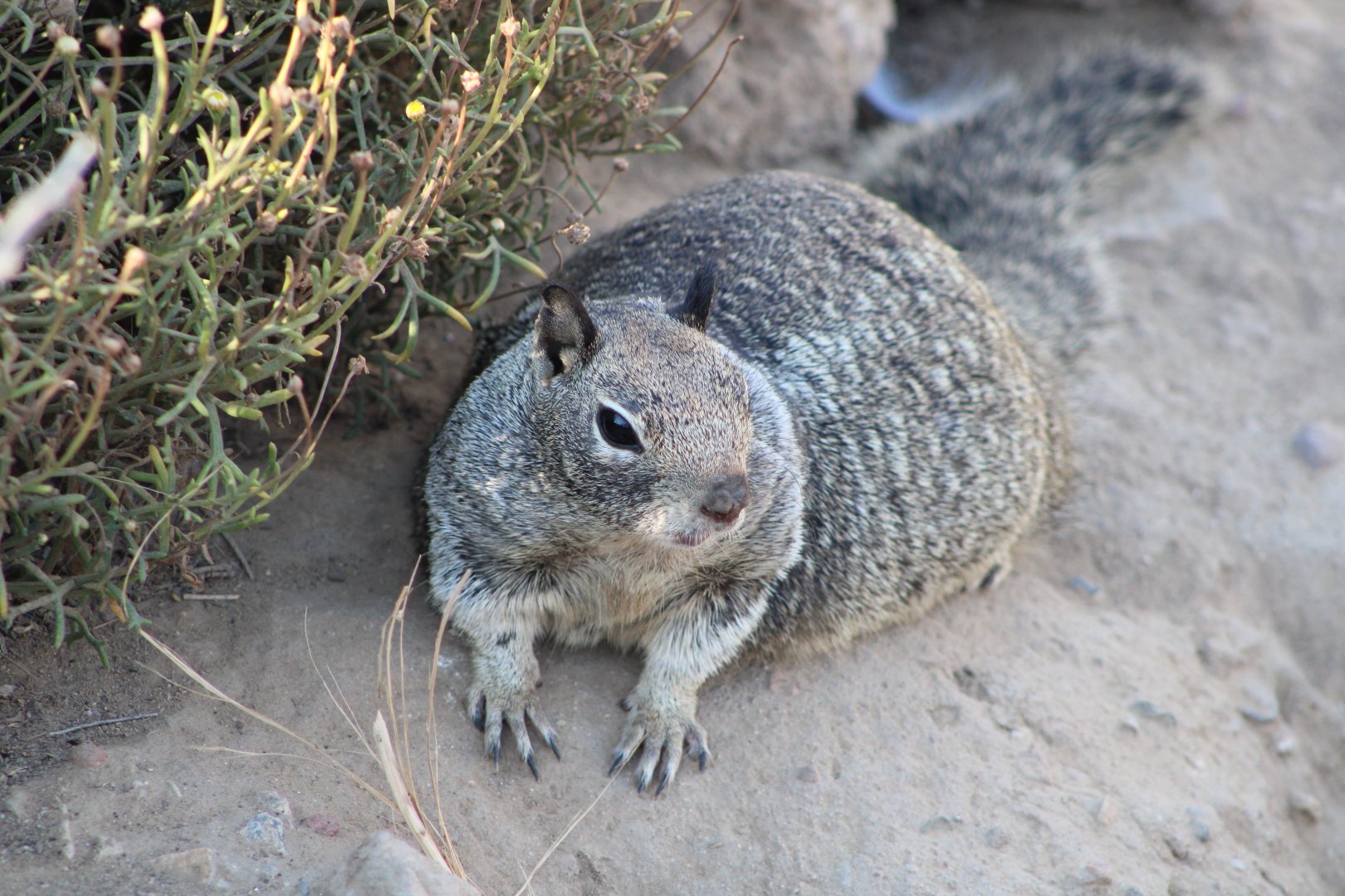 California Ground Squirrel (O. beecheyi)