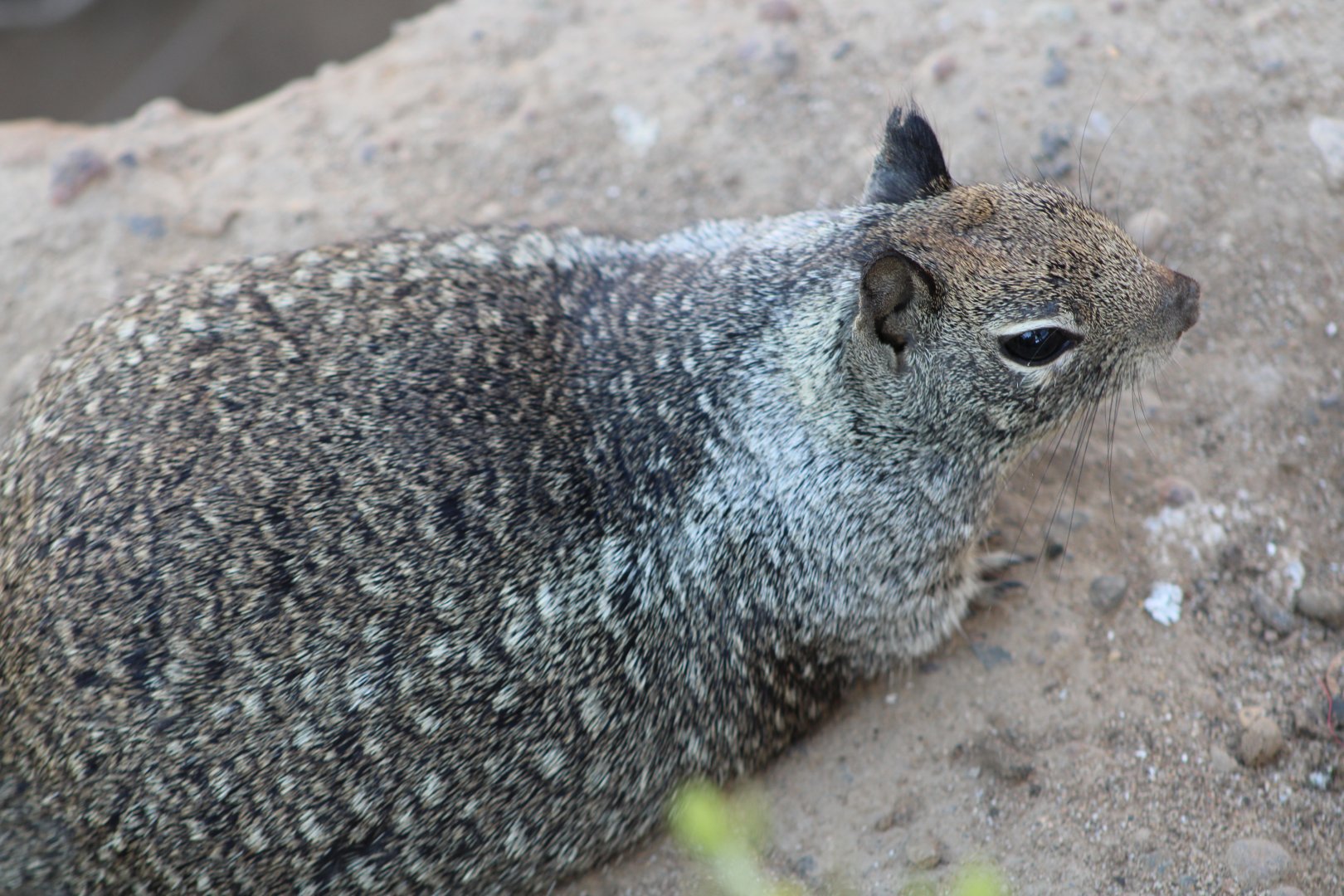 California Ground Squirrel (O. beecheyi)