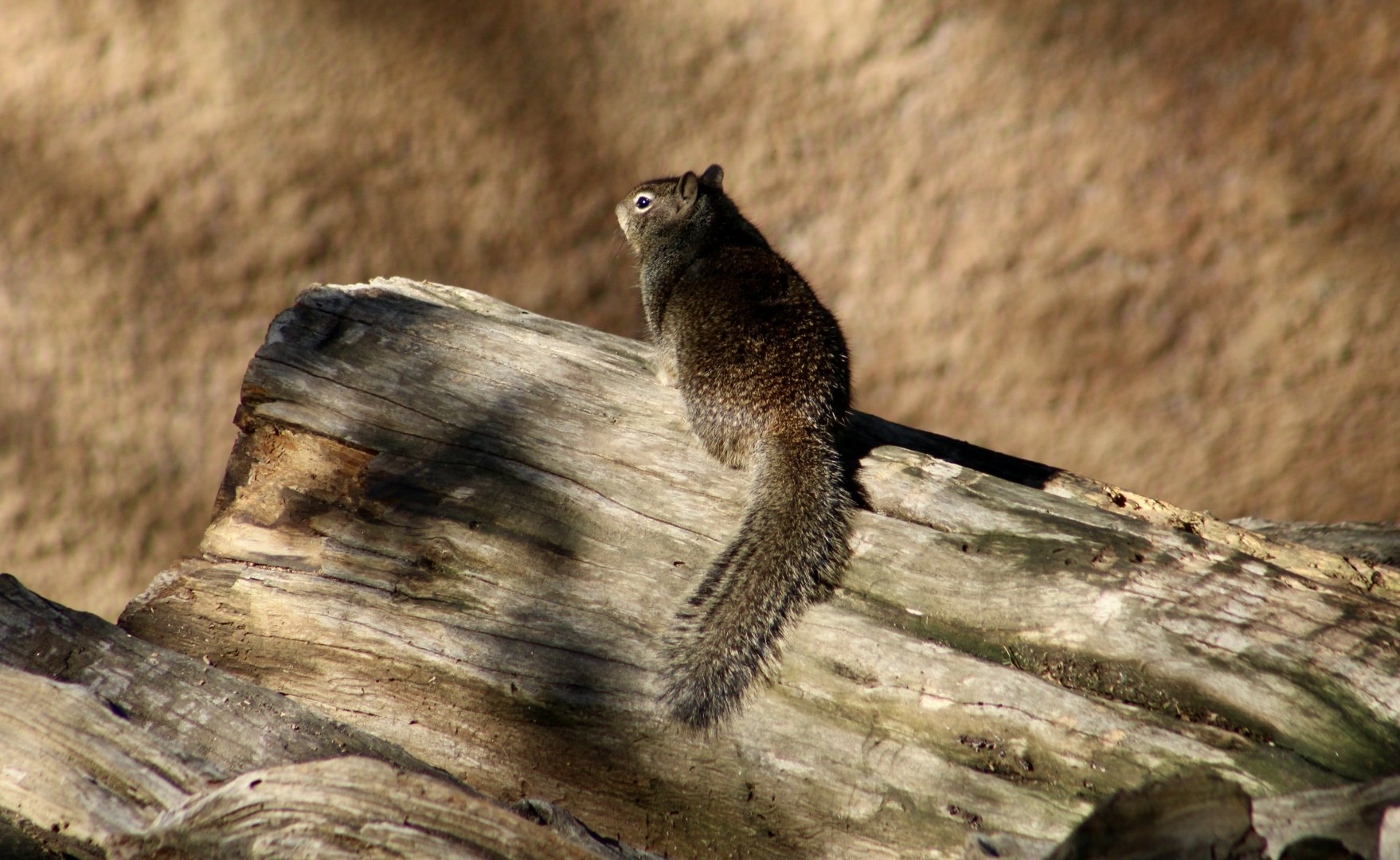 California Ground Squirrel (Otospermophilus beecheyi) - wild