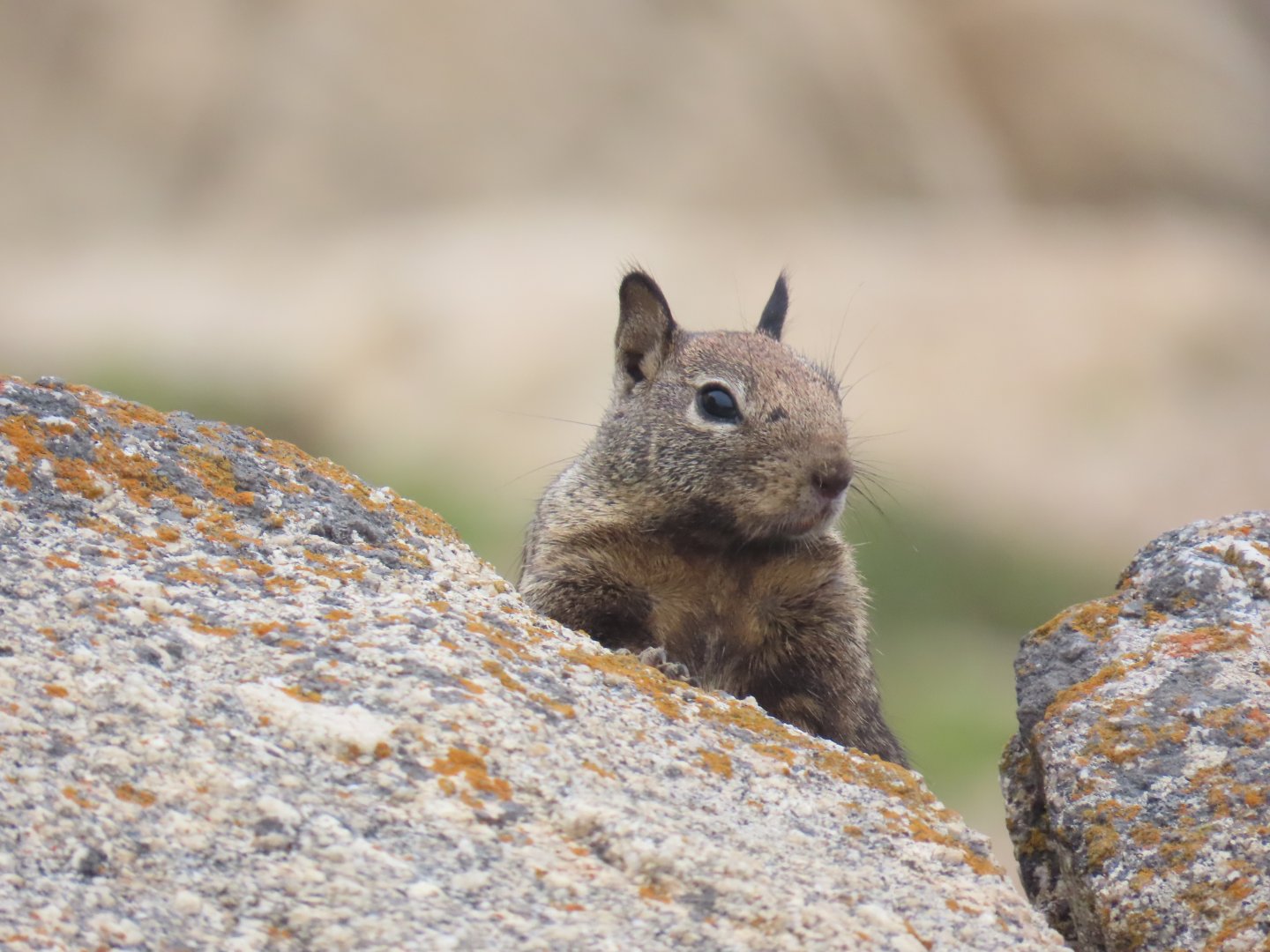 California Ground Squirrel (Otospermophilus beecheyi)