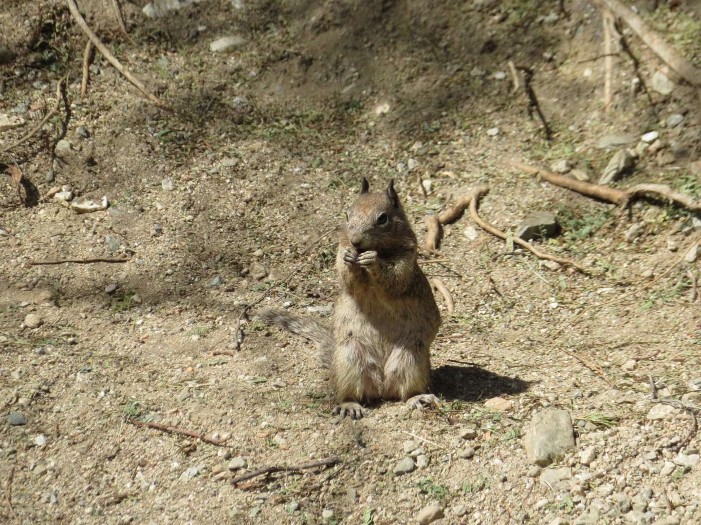 California Ground Squirrel (Wild)