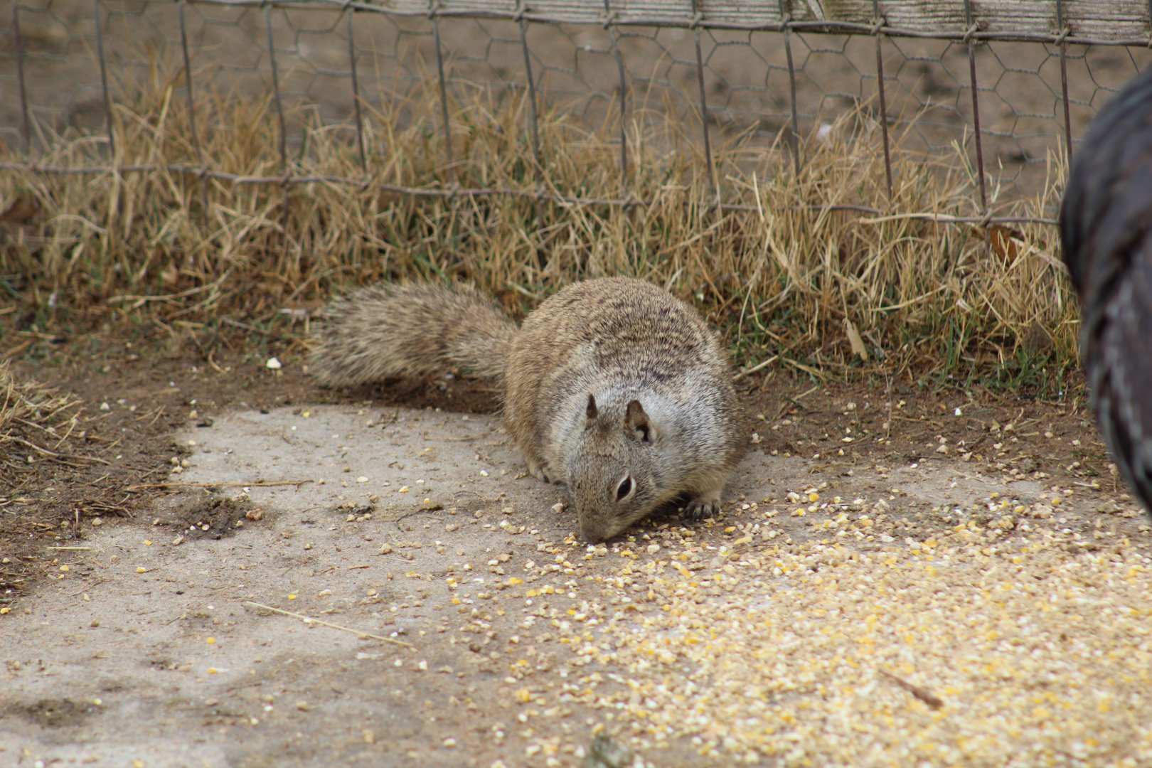 California Ground Squirrel