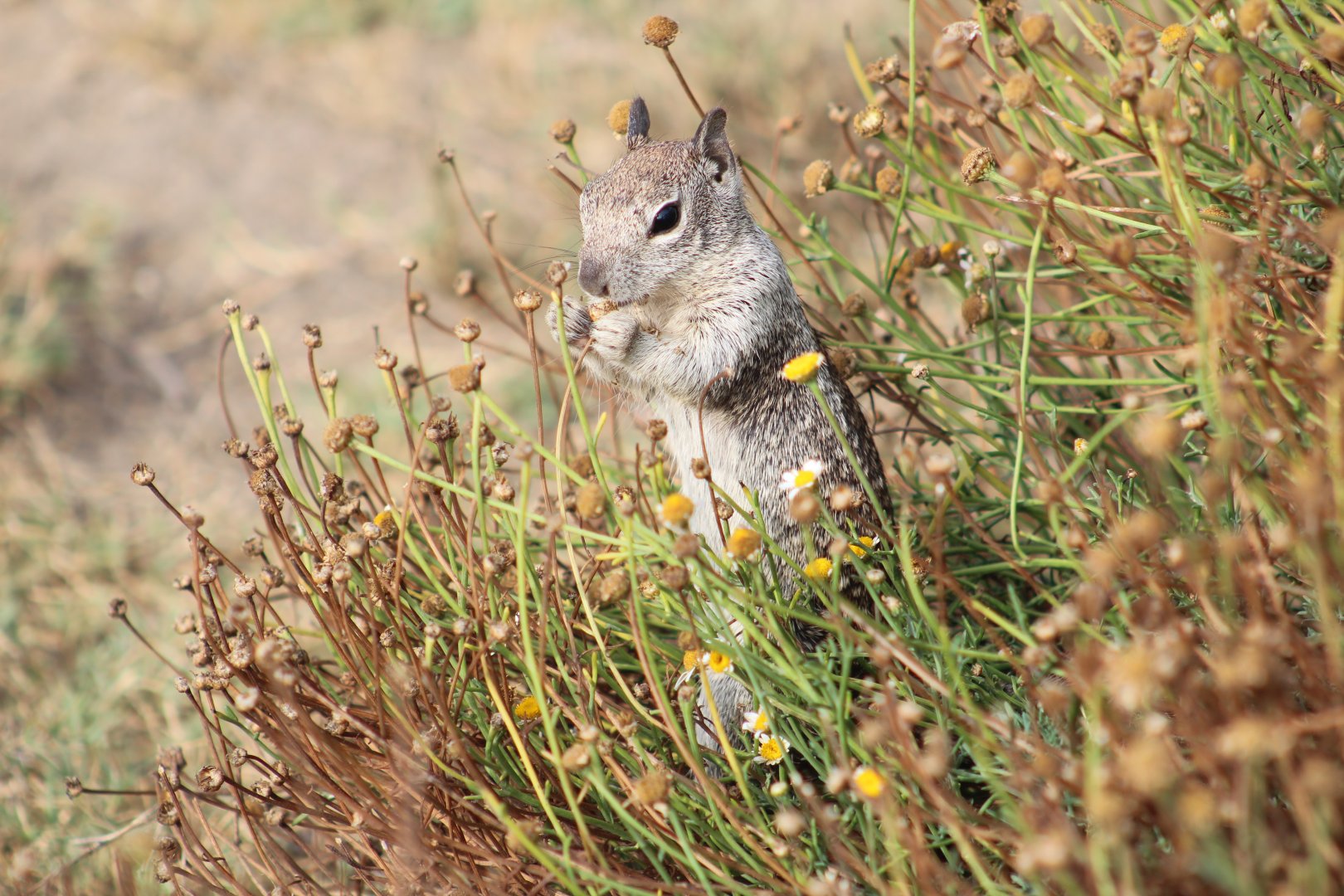 California ground squirrel