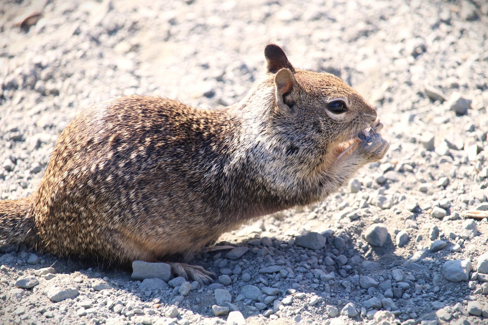 California Ground Squirrel