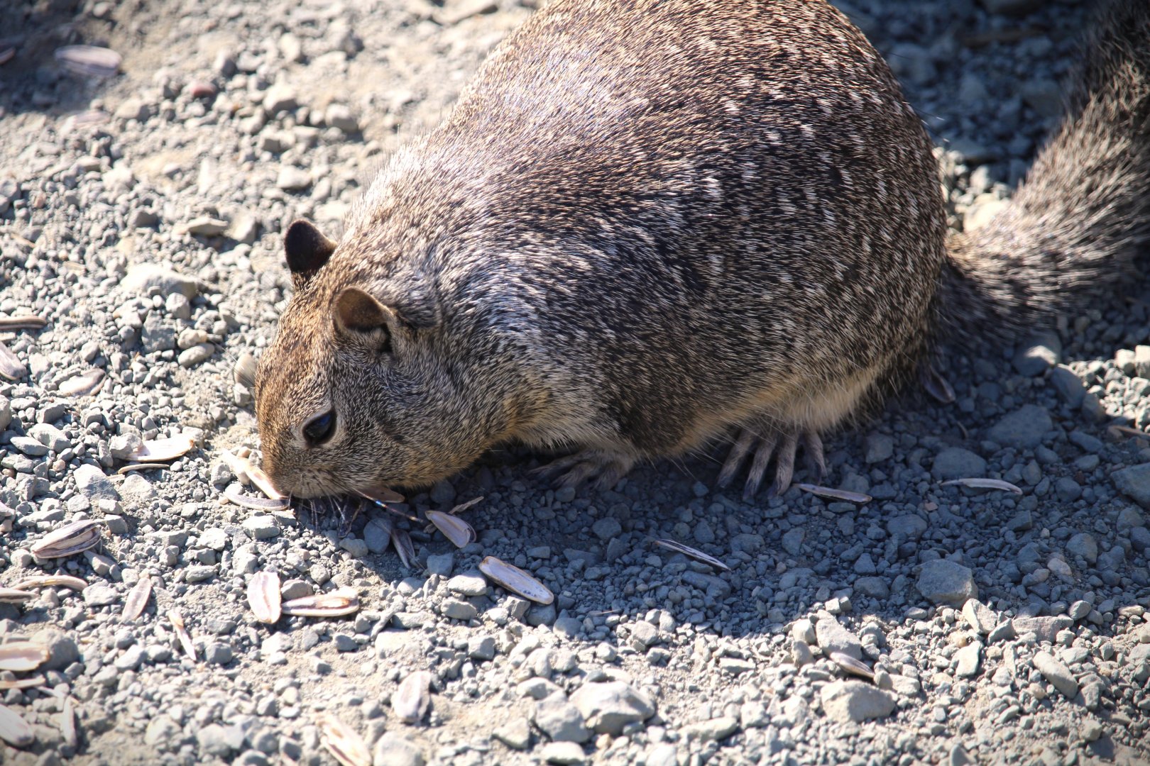 California Ground Squirrel