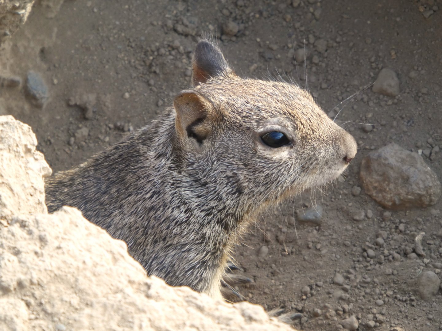 California Ground Squirrel