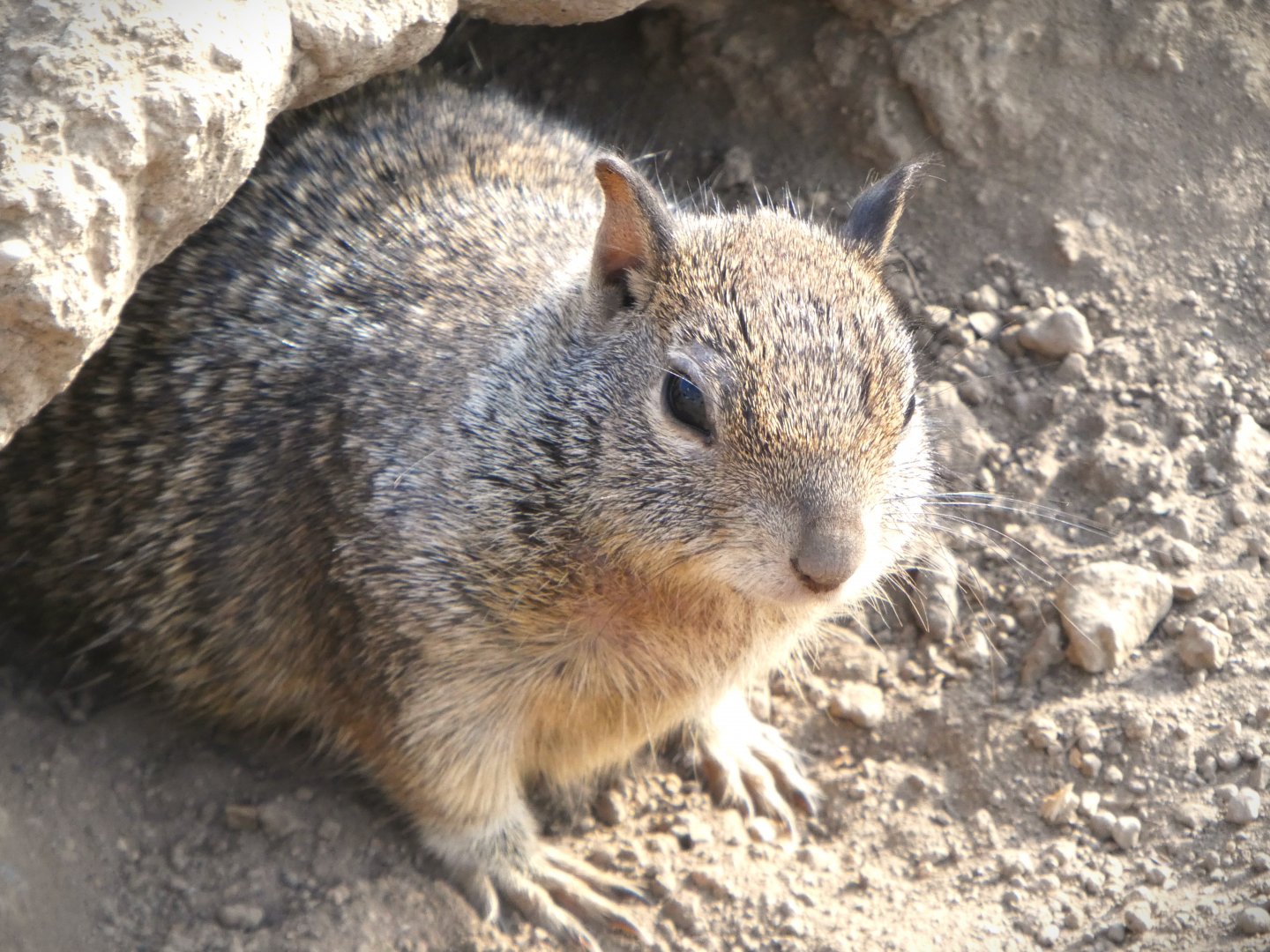 California Ground Squirrel