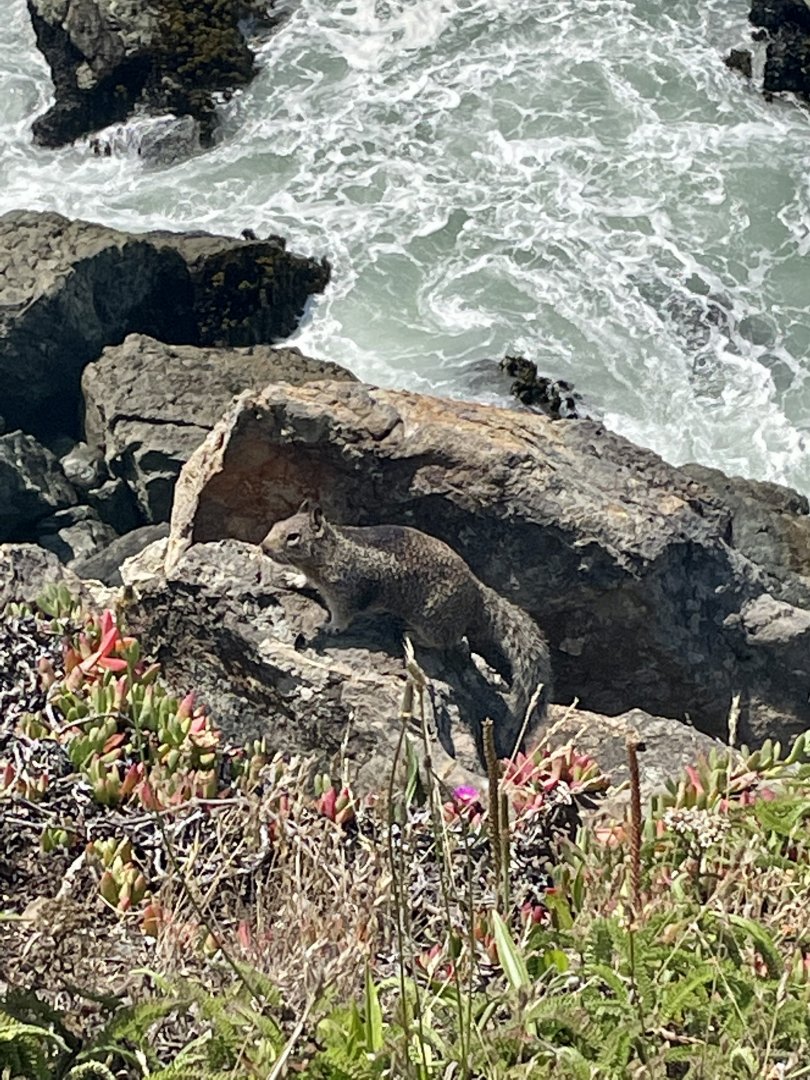 California ground squirrel