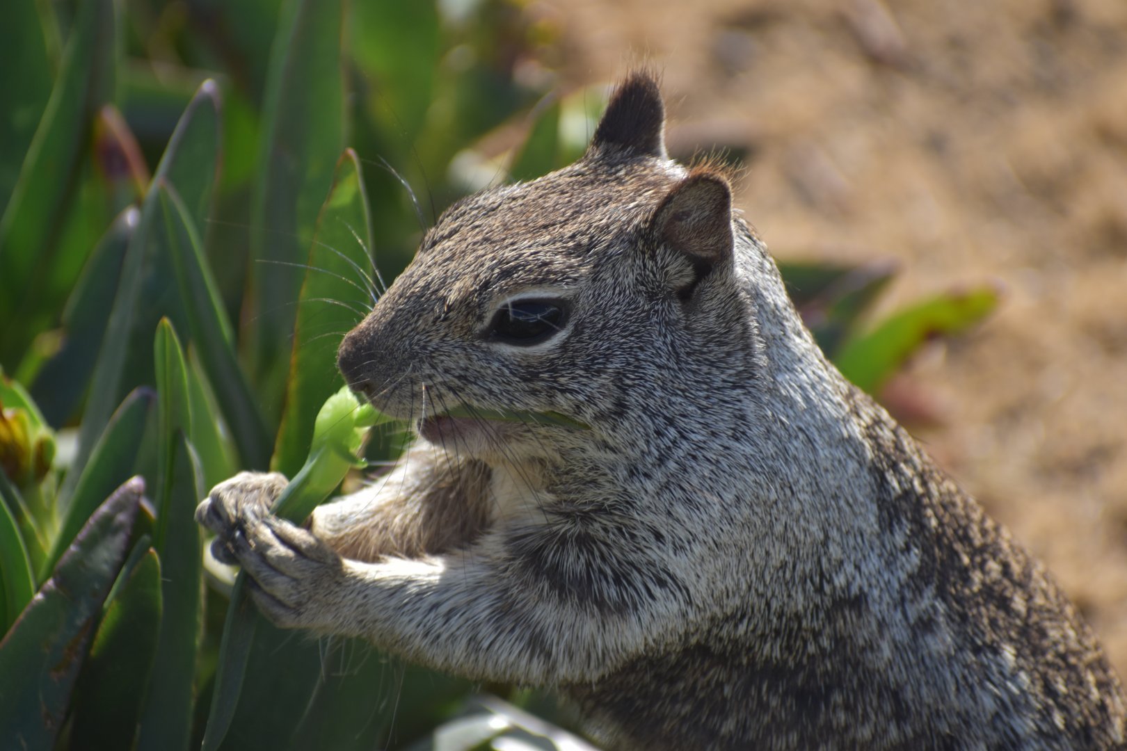 California Ground Squirrel