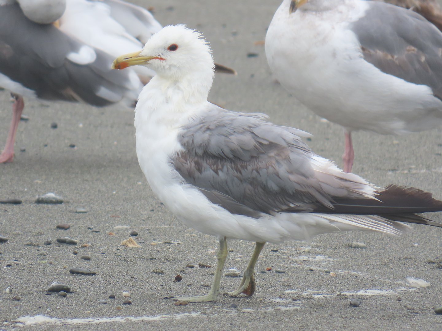 California Gull (Larus californicus)